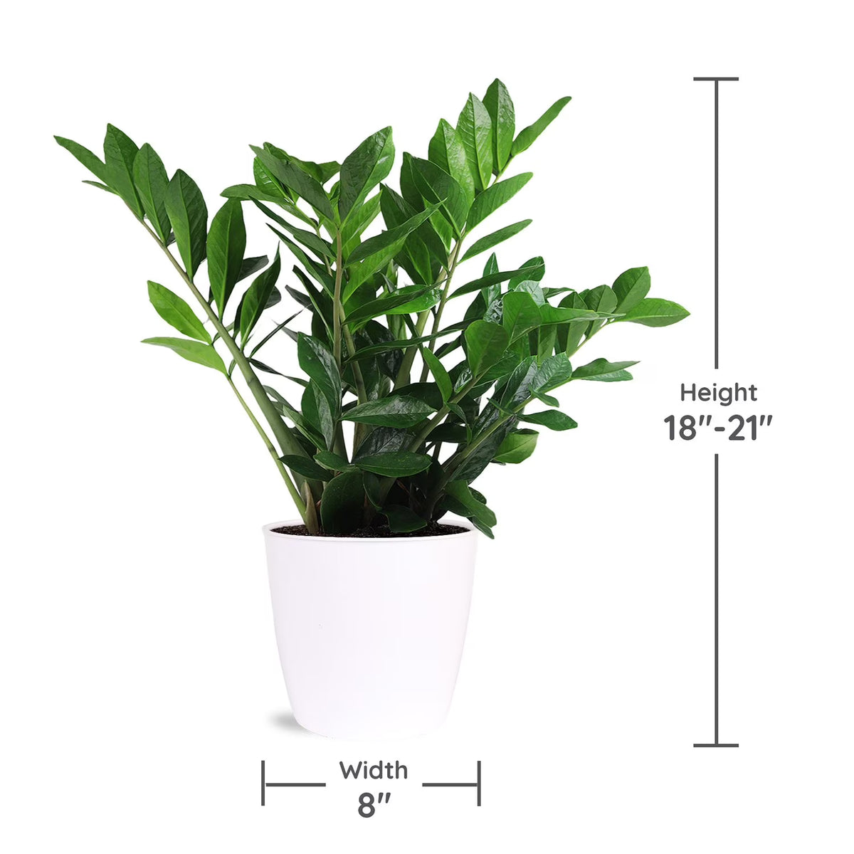 Live 8" ZZ Plant in Ceramic Pot