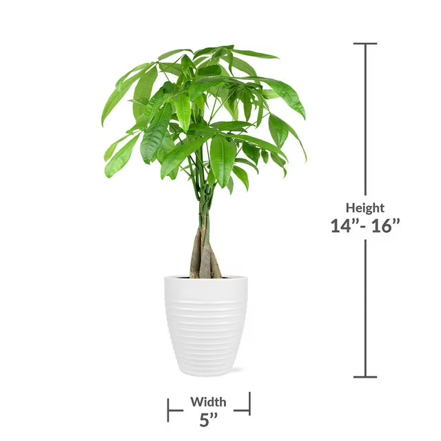 Live 5" Money Tree in White Ceramic Pot