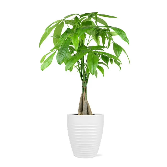 Live 5" Money Tree in White Ceramic Pot