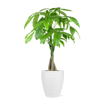Live 5" Money Tree in White Ceramic Pot