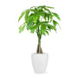 Live 5" Money Tree in White Ceramic Pot
