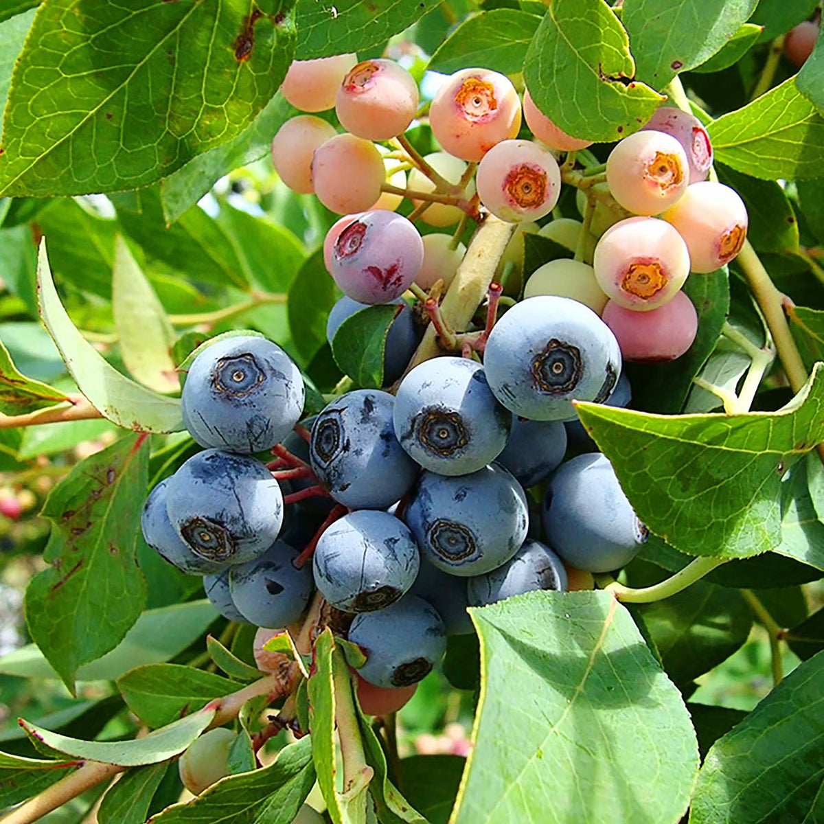 Live 1 Gal. Brightwell Rabbiteye Blueberry Plant in Growers Pot