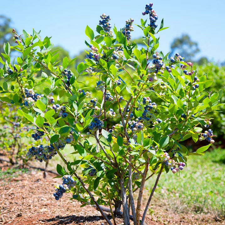 Live 1 Gal. Brightwell Rabbiteye Blueberry Plant in Growers Pot