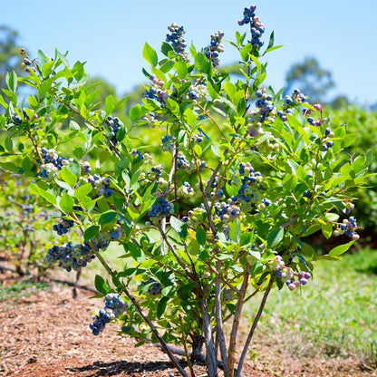 Live 1 Gal. Brightwell Rabbiteye Blueberry Plant in Growers Pot