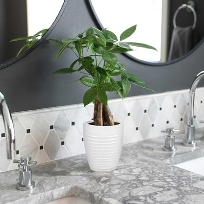Live 5" Money Tree in White Ceramic Pot