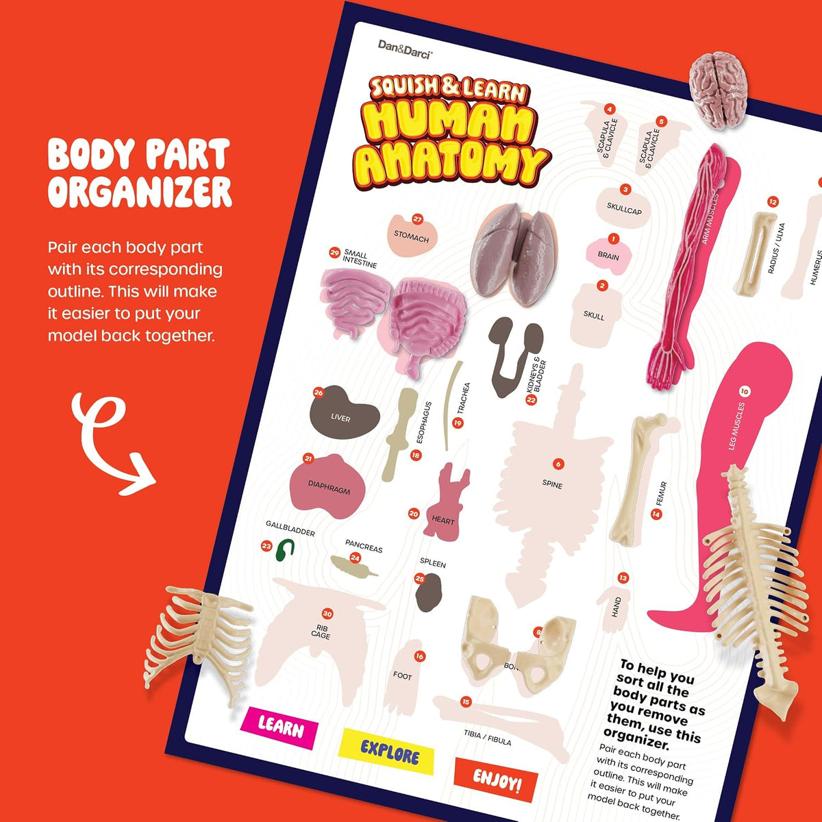 Dan&Darci Human Anatomy Squishy Body Model, 30-Piece Removable STEM Science Kit for Kids Ages 8+, Hands-On Human Body Educational Toy