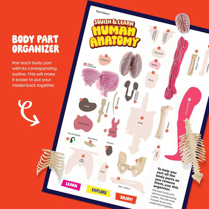 Dan&Darci Human Anatomy Squishy Body Model, 30-Piece Removable STEM Science Kit for Kids Ages 8+, Hands-On Human Body Educational Toy