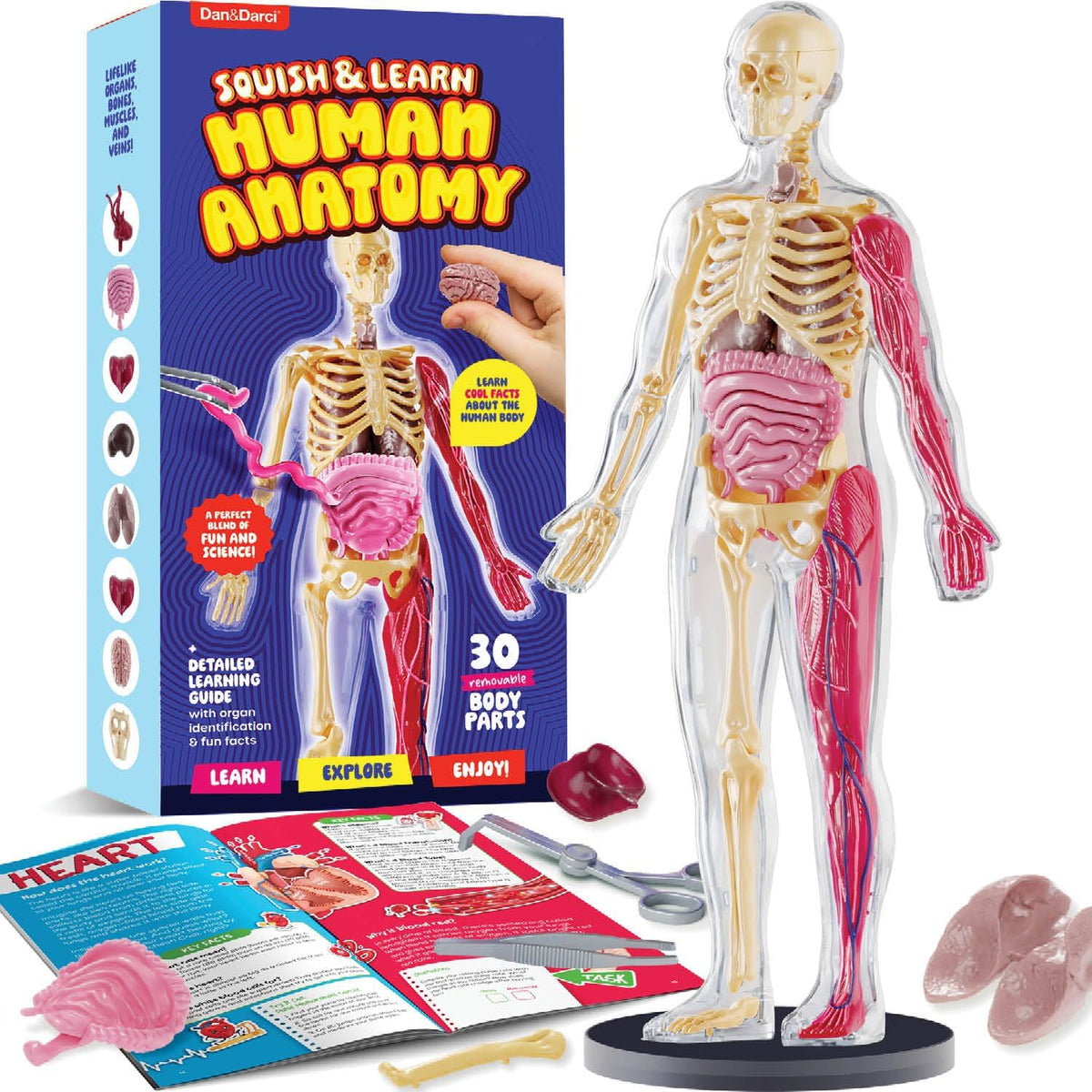 Dan&Darci Human Anatomy Squishy Body Model, 30-Piece Removable STEM Science Kit for Kids Ages 8+, Hands-On Human Body Educational Toy
