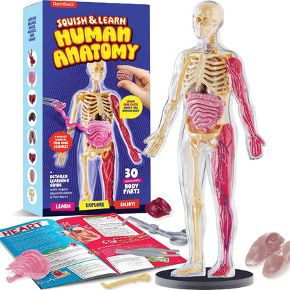 Dan&Darci Human Anatomy Squishy Body Model, 30-Piece Removable STEM Science Kit for Kids Ages 8+, Hands-On Human Body Educational Toy