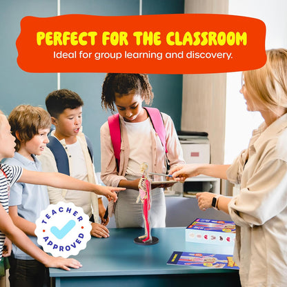 Dan&Darci Human Anatomy Squishy Body Model, 30-Piece Removable STEM Science Kit for Kids Ages 8+, Hands-On Human Body Educational Toy