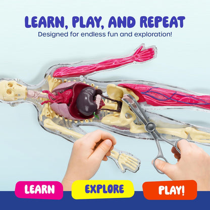 Dan&Darci Human Anatomy Squishy Body Model, 30-Piece Removable STEM Science Kit for Kids Ages 8+, Hands-On Human Body Educational Toy
