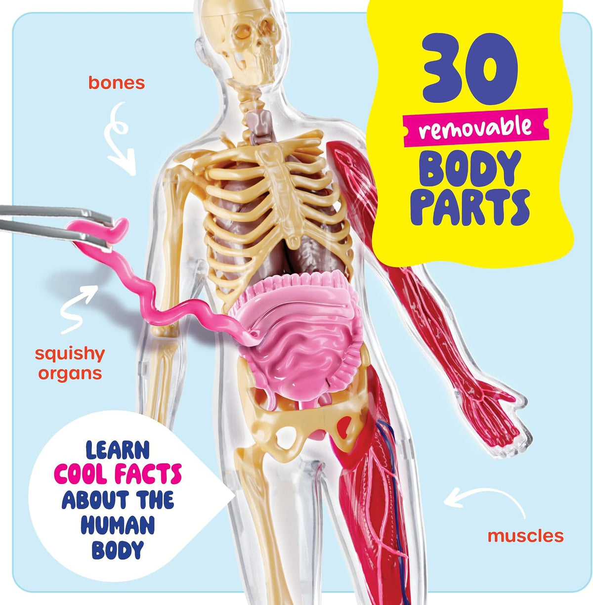 Dan&Darci Human Anatomy Squishy Body Model, 30-Piece Removable STEM Science Kit for Kids Ages 8+, Hands-On Human Body Educational Toy