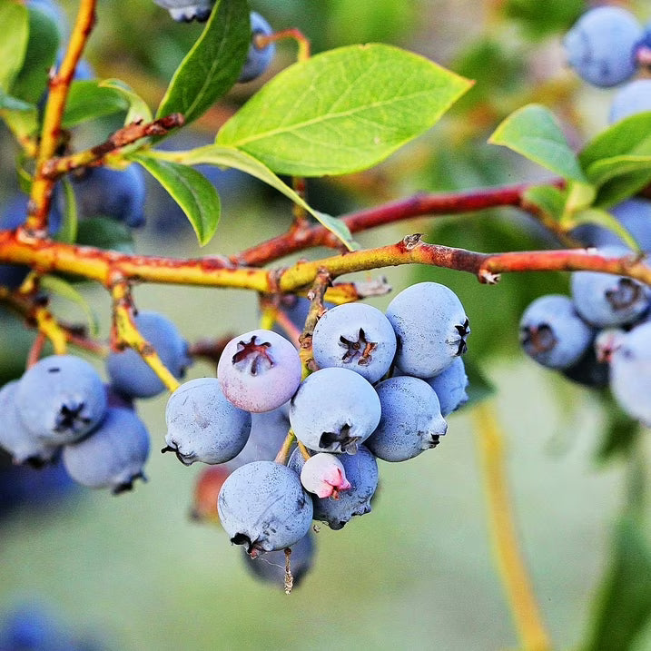 Live 1 Gal. Brightwell Rabbiteye Blueberry Plant in Growers Pot