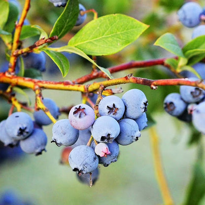 Live 1 Gal. Brightwell Rabbiteye Blueberry Plant in Growers Pot