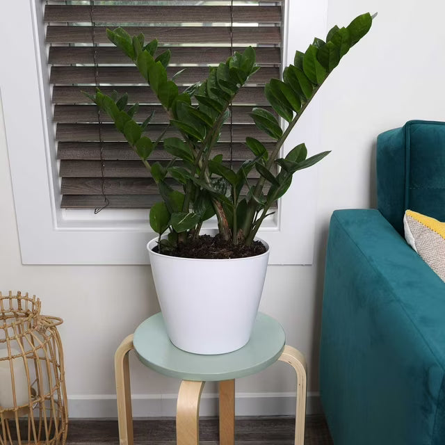 Live 8" ZZ Plant in Ceramic Pot