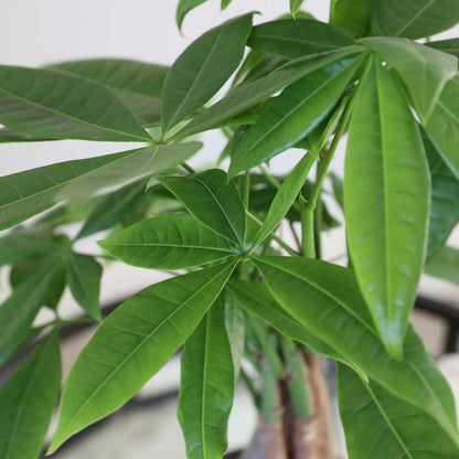 Live 5" Money Tree in White Ceramic Pot